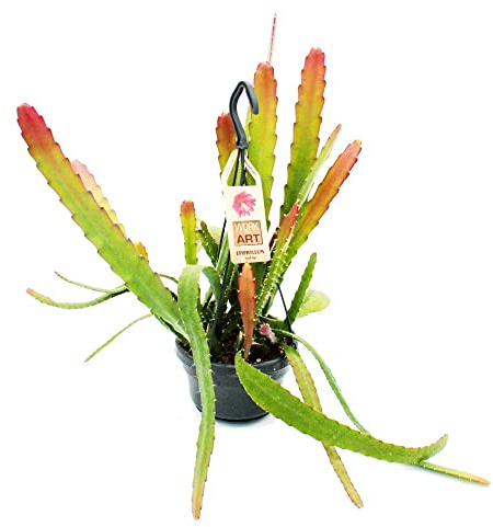 Exotenherz Epiphyllum anguliger Red Tip Schwert-Kaktus Krokodilschwanz mit rötlicher Färbung 14cm Ampeltopf