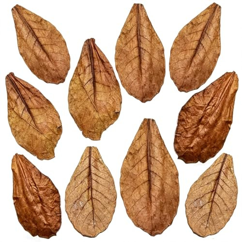 Lot de 10 feuilles de badamier naturelles pour aquarium Catappa pour crevettes et poissons, optimiseur des valeurs d'eau, décoration et nourriture