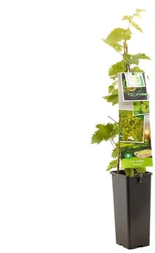 Parra Natural de Uva Blanca: Crecimiento Exuberante Garantizado