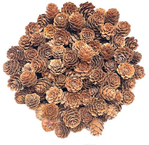 KY-Tech Christmas Pine Cones, 100pcs Natural Pine Cones Mini Pinecones 1-2cm Rustic Pinecone Christmas Pinecones Ornaments for Wreath Decorations Xmas Decorations (1-2CM)