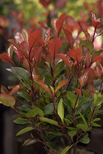 Photinia fraseri 'Little Red Robin' - Glanzmispel, C10 Topf, 80-100cm, Immergrün, Rotlaubig, Winterhart
