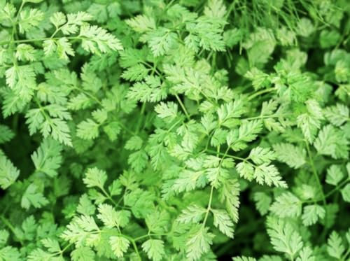 Common Chervil Seeds, Anthriscus Cerefolium, 4000 Count