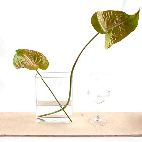 Franquihogar Vase en verre carré rectangulaire pour plantes hydroponiques, vase en verre fait à la main pour décoration Taille L : 17 x 7,5 x 21 cm