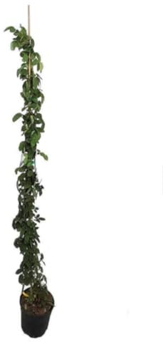 Planta natural Rosal Trepador, Bicolor, 150-160 cm. Planta trepadora con floración abundante, ideal para muros y pérgolas, con aroma y color vibrante. Segura Garden.