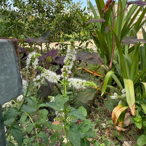menta marroquí de cobertura del suelo semillas de menta verde resistentes en macetas al aire libre decoraciones otoño, verdes semillas paras 900semillas