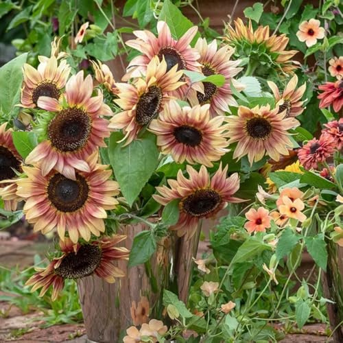 semillas de girasol orgánicas de cortadas de girasol de perennes ornamentales decoración silvestres 800pcs