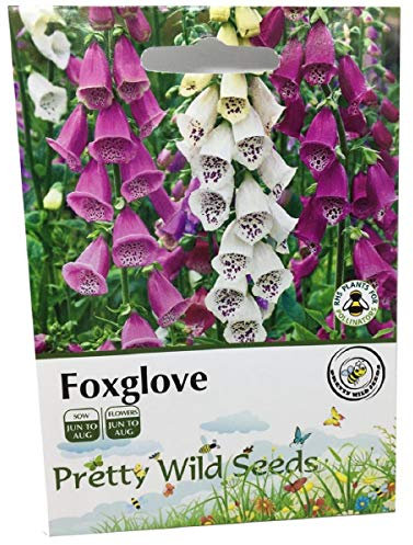 Perennial Flower Digitalis PURPUREA Foxglove Mixed Colours Seeds by Pretty Wild Seeds