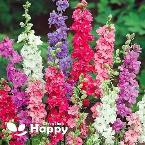 Rocket Larkspur Imperial Mix - 300 Seeds + Plant tag + Freebie - Delphinium consolida