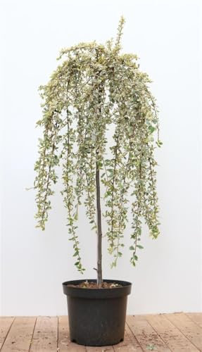 Cotoneaster dammeri 'Juliette' 80 cm Stammhöhe – Winterhart, Immergrün, Pflegeleicht – Teppichmispel – Kübelpflanze für Terrasse & Garten