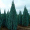 Aachondra Blue 100pcs Semillas de ciprés de Arizona
