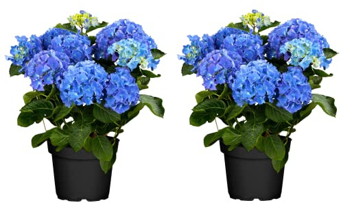 DECOALIVE Hortensia - Set de 2 Plantas Naturales - Flores Azules - Hydrangea