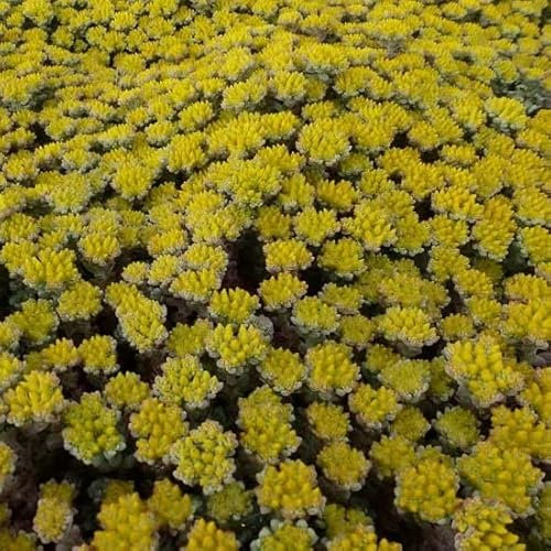 6x Orpin 'Cape Blanco' – Sedum spathulifolium ‘Cape Blanco’ – Godet 9x9cm | Feuillage argenté, fleurs jaunes