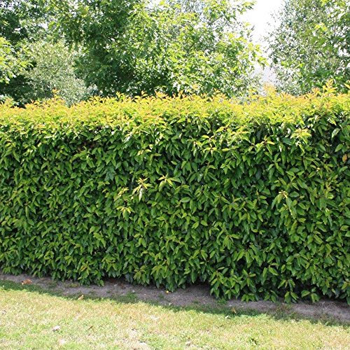 Portuguese Laurel Hedging Plants 20-40cm Prunus lusitanica Evergreen Hedge Pots (10 Plants)