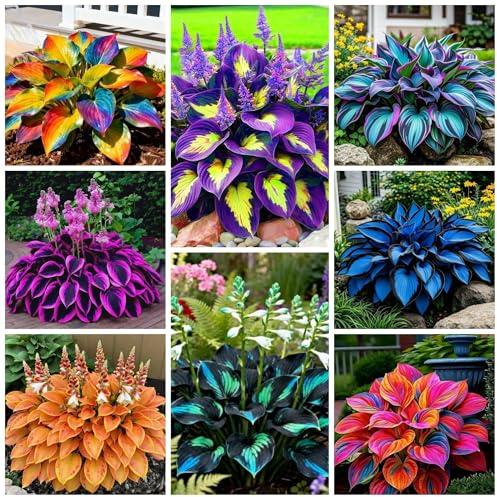 280+ Hosta Seeds for Planting Perennial Heart-Shaped Hosta Bare Roots - Rich Foliage, Heart Shaped Leaves, Attract Pollinators Bonsai Decoration Outdoor Garden