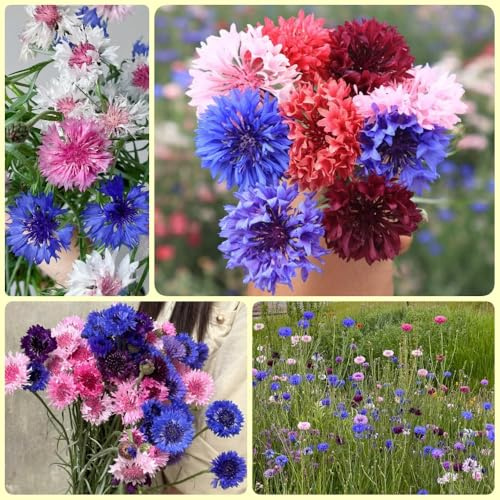 Semillas de aciano perenne resistente, centaurea cianus, regalos sostenibles resistentes 500pcs