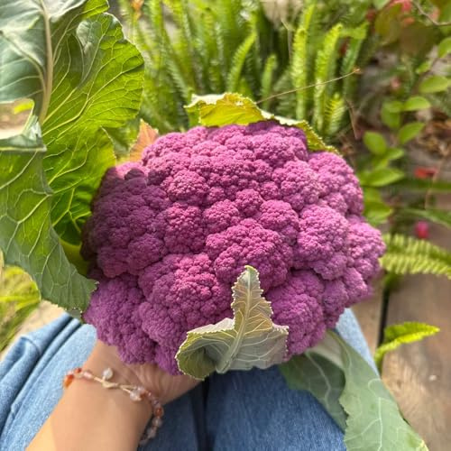 semi di cavolfiore - giardino resistenti perenni rari interno, biologici 300pcs