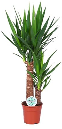 Yucca - 70-80cm - Ø17cm - Pianta d'appartamento - Sempreverde