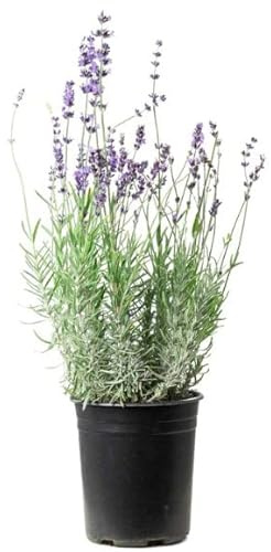 Lavanda Planta Natural con Mucha Fragancia Flores Moradas
