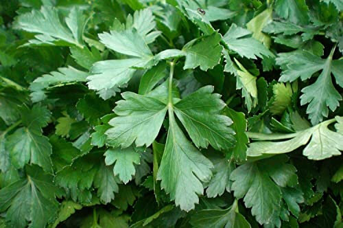 Semi Prezzemolo Gigante D'italia in Busta