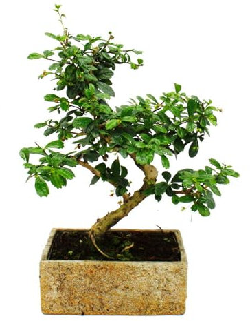 Bonsai fürs Zimmer - in moderner Trendkeramik - Zimmerbonsai Carmona - 8 Jahre alt - Steinoptik