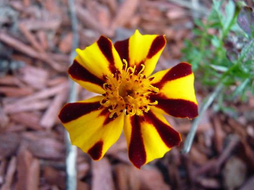 50 Semi Calendula Mr. Majestic Calendula