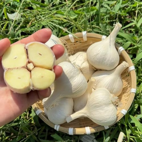 semillas de ajo, invernaderos balcón balcón ornamentales raras en jardín rocas resistentes en silvestres 30pcs