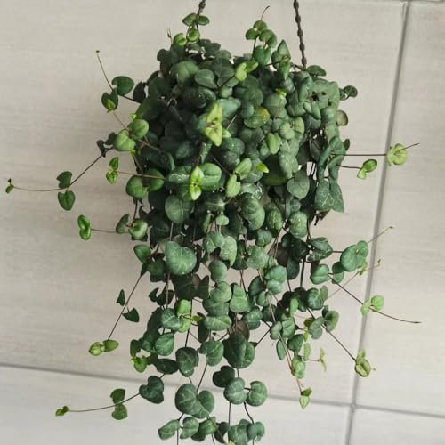 50 Pcs Kletternde Leuchterblume Samen - Luftreinigende Zimmerpflanzen, Balkon Deko (Ceropegia Woodii) Pflanzen Hängend, Ranke Kletterpflanzen Bonsai Samen, Winterharte Kübelpflanzen