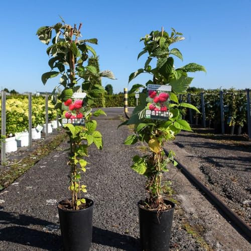 Raspberry Zefa Herbsternte Late Fruiting High Yield Vigorous Cultivar Large Sweet Berries 1x 3 Litre Pot by Thompson and Morgan