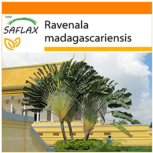 SAFLAX - Garden in the Bag - Resande Träd - 8 Frön - Med underlag i en passande resväska - Ravenala madagascariensis