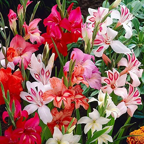 10 x Gladiolus Nanus & Colvilli Mixed – Small Short Blooms – Perennial – Summer Flowering Bulbs – for Your Beautiful Garden