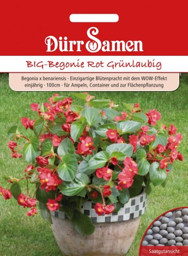 Dürr Samen 1094 Big-Begonie rot grünlaubig (Begoniensamen)