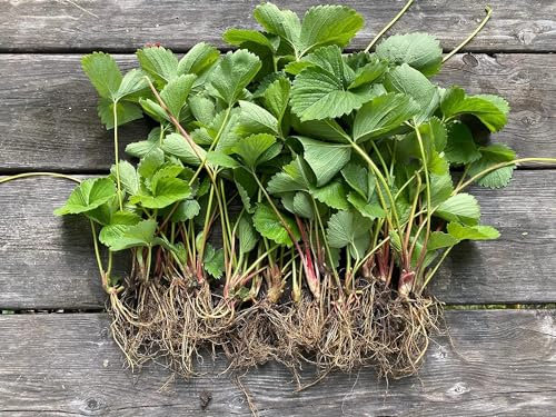 12 x Strawberry Elsanta A Bare Root Plants - Grow Your Own Strawberries - Bare Root Strawberry Runners - Fruit Plant (Regular Packaging (Contain Plastic))