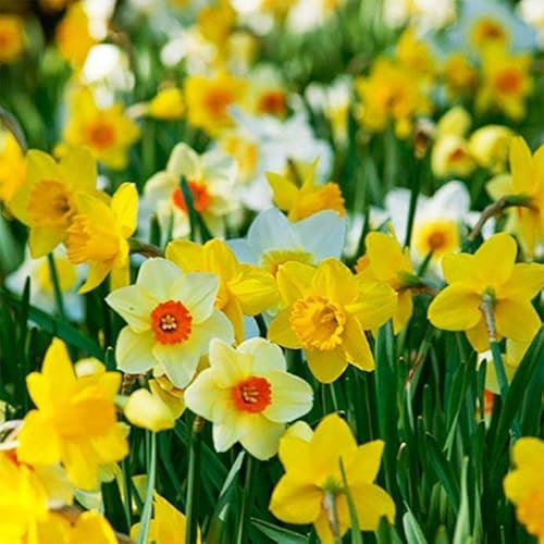 10 Dwarf Daffodil Narcissus Mix Garden Bulb Autumn Growing Spring Flowering Corm