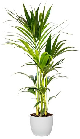 Bonplants Kentia, Palma Vera Tropicale, Howea Forsteriana, Vaso 18 cm, h 105 cm (Vaso Bianco)
