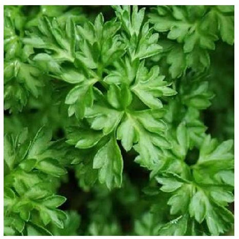 Common Chervil/French Parsley/Anthriscus cerefolium/Great Cook's Herb/Grow Indoors or Outside/Seeds