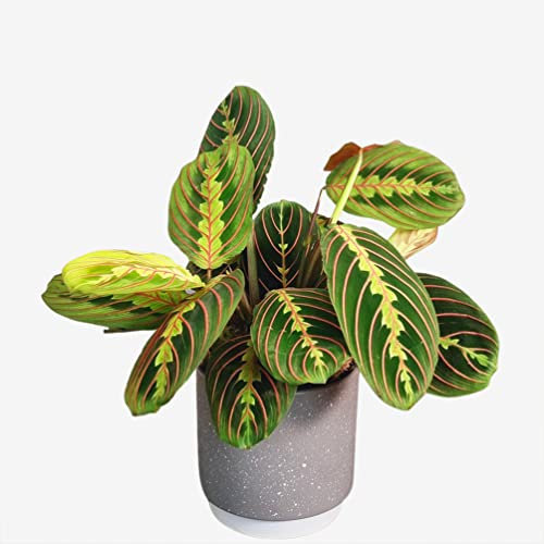 Prayer Plant Maranta Fascinator – Indoor Houseplant for Home & Office – Air-Purifying Easy-Care Greenery
