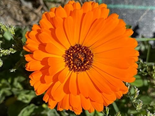 Semi di Calendula Arancione Commestibili (Calendula officinalis) Semillas de caléndula Graines de Souci Ringelblumensamen Marigold Seeds