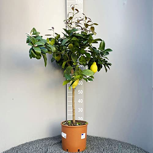 SAVINI VIVAI Citronnier, agrume Lunario, plant de citronnier en pot de 24 cm hauteur 90-110 cm 3-4 ans de greffage, fabriqué en Italie