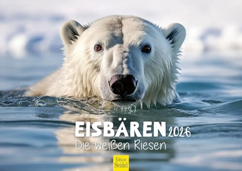 Edition Seidel Premium kalender isbjörnar de vita gigantiska 2026 format DIN A3 väggkalender djurkalender nordpol Grönland isbjörn polar rovdjur