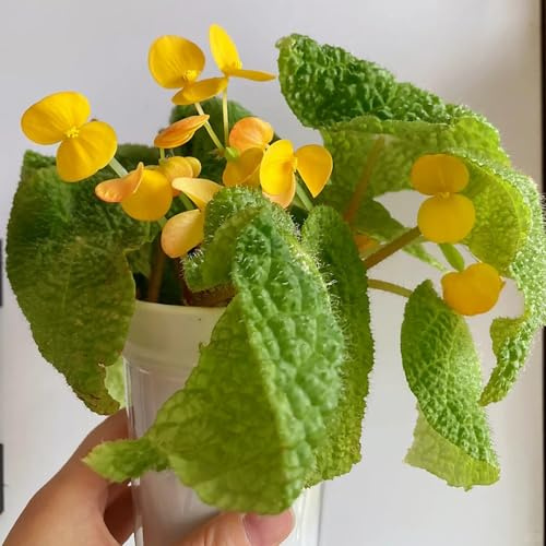 semillas de begonia decoración Begonia trucha lugares soleados invernaderos de balcón verdes exóticas semillas resistentes variedades 250pcs
