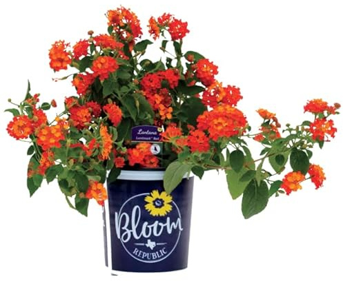Lantana Camara La Planta Natural que Transformará Tu Patio en un Lugar de Descanso y Belleza