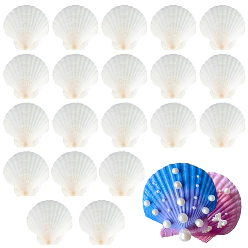 ZEFAN White Scallops Shell, 20 Pieces of Seashells Large Natural, 7-8cm Shells for Crafting, Perfect for Jewellery Making, Beach Themed Wedding Decorations, DIY Handicrafts