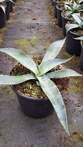 Agave chrysantha 'Giant' / Agave dorée/Conteneur de 2 à 2.9 litres