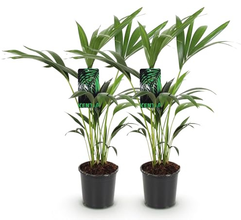 Howea Forsteriana – Kentia-palmer – 2 växter – 70–75 cm – 17 cm – lättskötta inomhuspalmer med eleganta snören – robusta, luftrenande gröna växter för eleganta interiörer