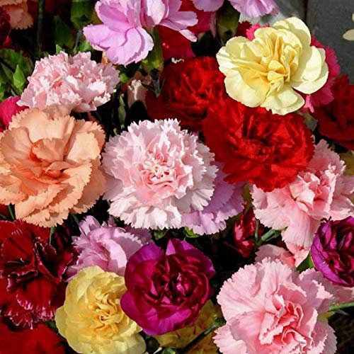 50 Carnation Dwarf Fragrance Mix Seeds (Mixed Colours) - Perennial Seeds