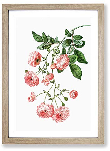 Rambler Roses by Pierre-Joseph Redoute Framed Print | A2 Oak Framed Wall Art | Ready to Hang | Modern Nature Picture | Living Room Bedroom Lounge Office
