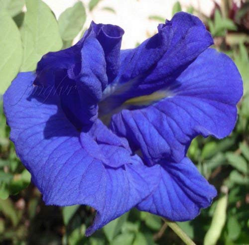 Clitoria ternatea | Double Bleu floraison papillon pois vigne | 20 graines