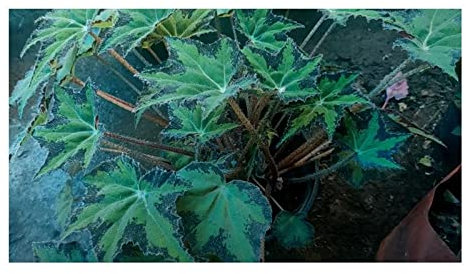 Pcs - 10x Begonia Heracleifolia Fleurs Jardin Plantes - Graines ID342 - Seeds & Plants Shop by Ipsa