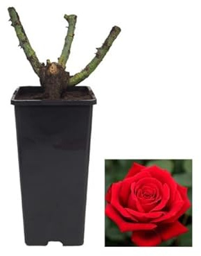 Rosal Arbustivo Rojo Planta para Jardín Rosal Flores Grandes y Rojas