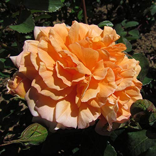 Dame Judi Dench - 5.5lt Potted, David Austin Roses - English Shrub Garden Rose - Scented Apricot Orange Blooms, Repeat Flowering